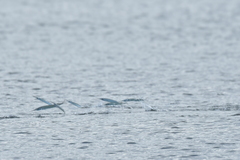 Hyporhamphus ihi