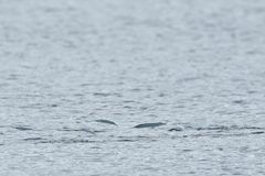 Hyporhamphus ihi