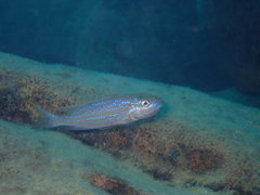 Perissodus microlepis