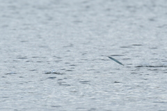 Hyporhamphus ihi
