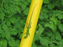 Anolis callainus