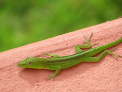 Anolis callainus