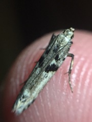 Aristotelia paradesma