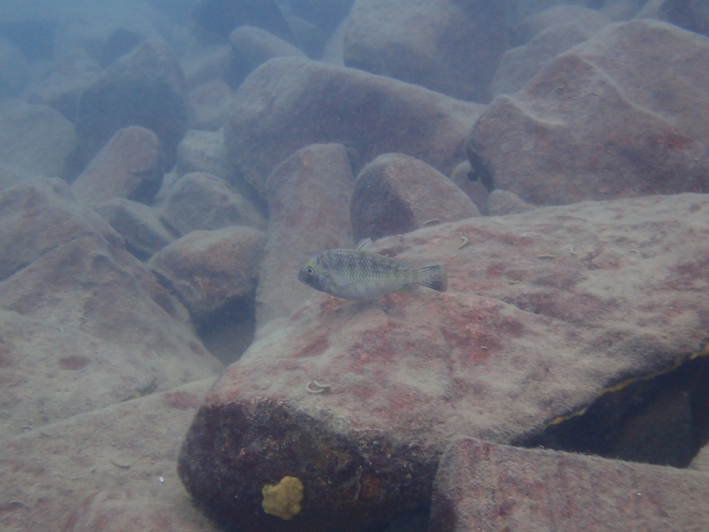 Cichlid (Interochromis loocki) — Cichlidae