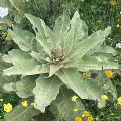 Verbascum macrurum