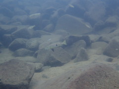 Lepidiolamprologus attenuatus