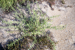 Cakile maritima maritima