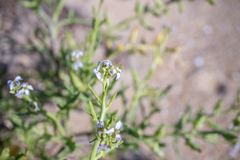 Cakile maritima maritima
