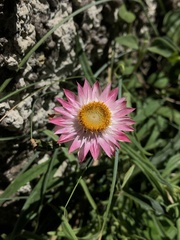 Xerochrysum papillosum