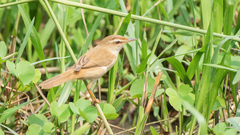 Acrocephalus tangorum