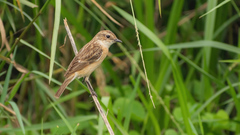Saxicola stejnegeri