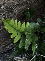 Asplenium decurrens