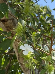 Barleria elegans