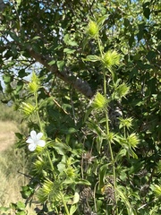 Barleria elegans