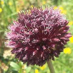 Allium amethystinum