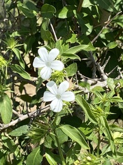 Barleria elegans