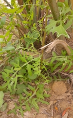 Sonchus tenerrimus
