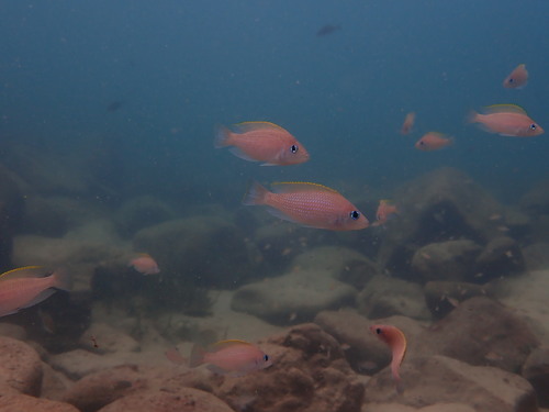 Neolamprologus caudopunctatus