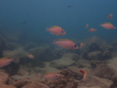Neolamprologus caudopunctatus
