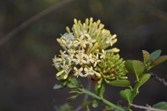 Ixora pavetta
