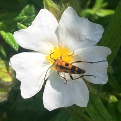 Stenurella septempunctata