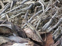 Leiocephalus personatus