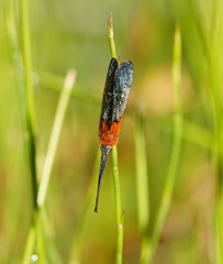 Plectrotarsus gravenhorsti