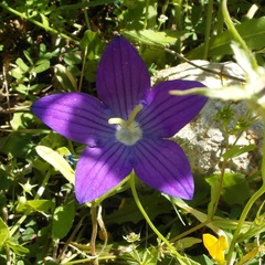 Campanula ramosissima