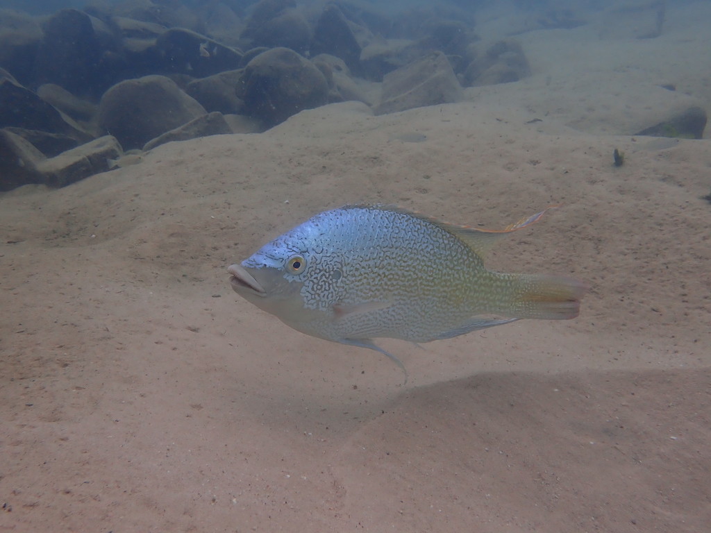 Tanganyika tilapia (Oreochromis tanganicae) — Cichlidae