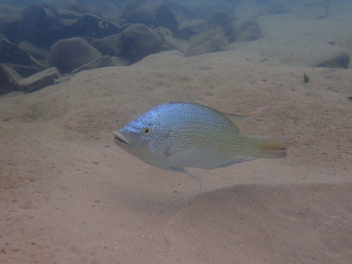 Oreochromis tanganicae