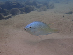 Oreochromis tanganicae