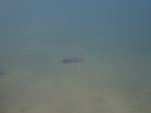 Limnotilapia dardennii