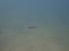 Limnotilapia dardennii