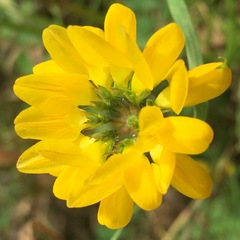 Securigera securidaca