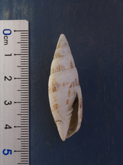 Nebularia inquinata