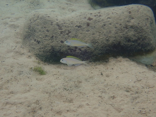 Xenotilapia flavipinnis