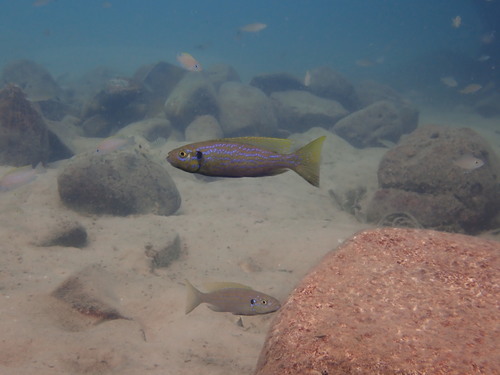 Scale-eating cichlid (Perissodus microlepis) — Cichlidae