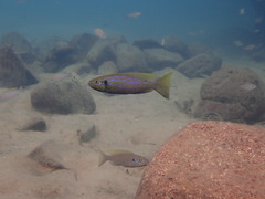 Perissodus microlepis