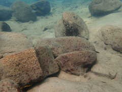 Gnathochromis pfefferi