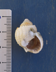 Nassarius conoidalis