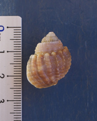 Nassarius conoidalis