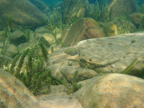 Pseudosimochromis babaulti