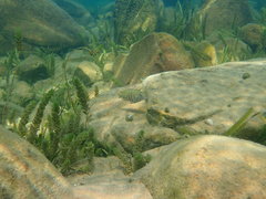 Pseudosimochromis babaulti