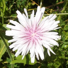 Crepis rubra