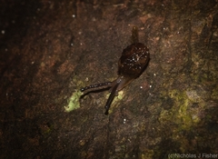 Stanisicarion aquila