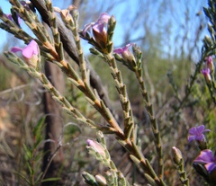Acmadenia laxa