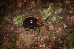 Encymon immaculatus
