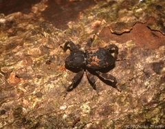 Methidrysis afflicta