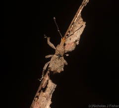 Leptopius tetraphysodes