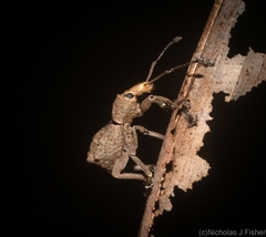 Leptopius tetraphysodes